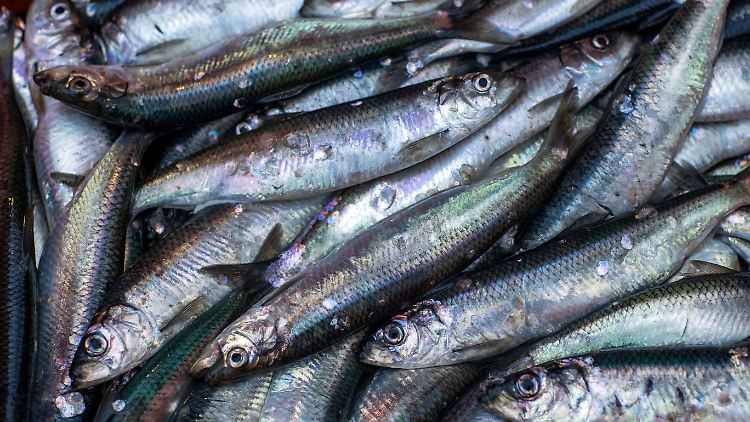Rund 7,5 Prozent weniger Hering dürfen Fischer in der Nordsee fangen.