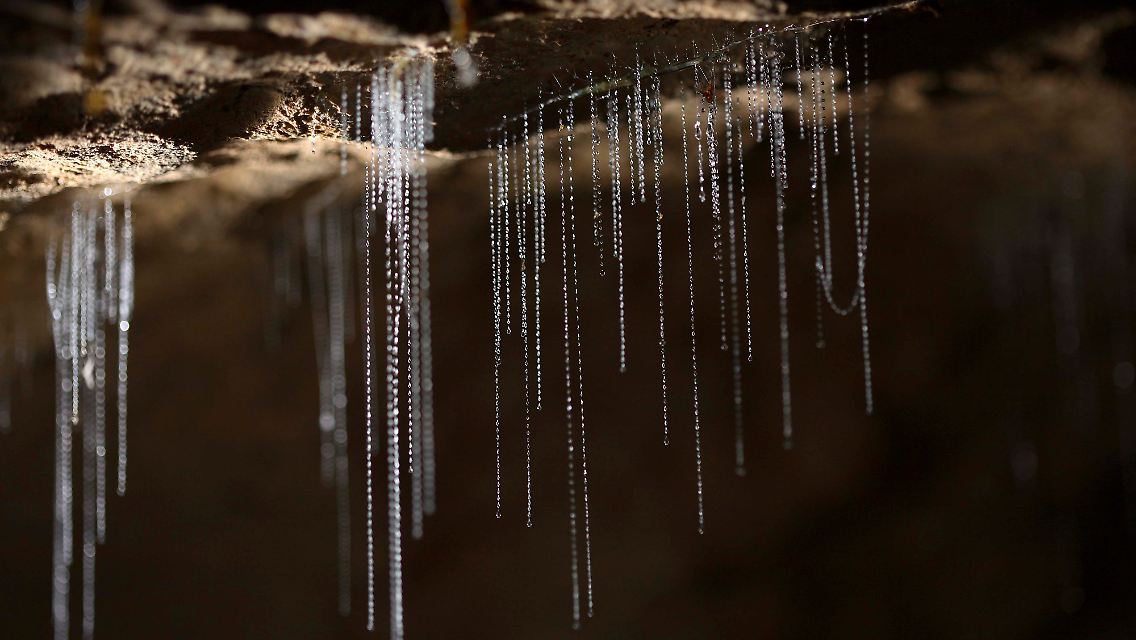 In den klebrigen Fangfäden der Glühwürmchen, die von der Decke hängen, sollen sich Insekten verheddern. Anfassen dürfen Besucher der Höhlen von Te Anau die leuchtenden Gebilde nicht.