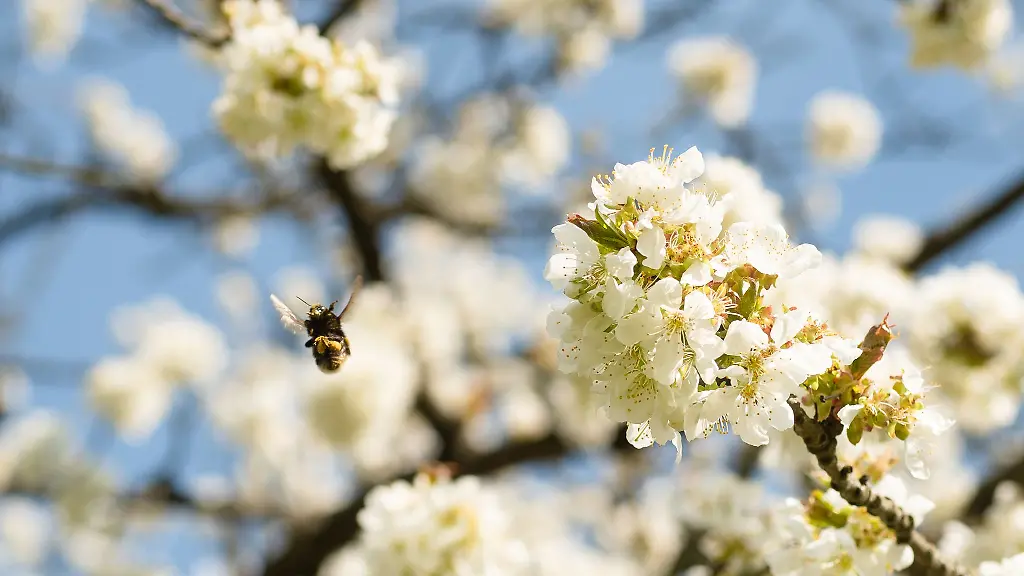 Welche-Bluetenfarben-bestaeubende-Insekten-besonders-anziehen-haben-drei-Erfurter-Schuelerinnen-untersucht