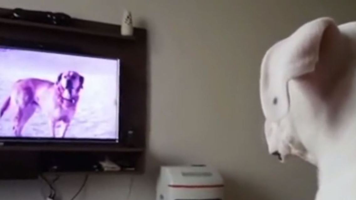 Petflix 3.JPG