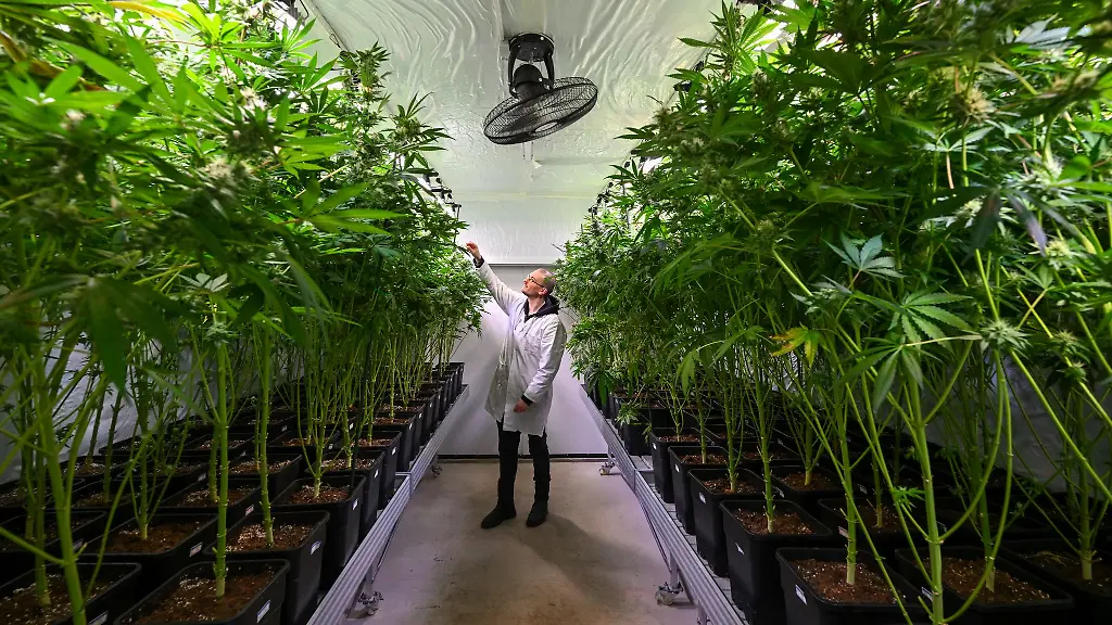 In-Erfurt-sind-die-Pflanzen-inzwischen-mehr-als-mannshoch