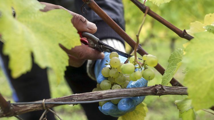 Weinlese auf dem Leckford Estate in Hampshire: Die Winzer auf der Insel zeigen sich zuversichtlich.