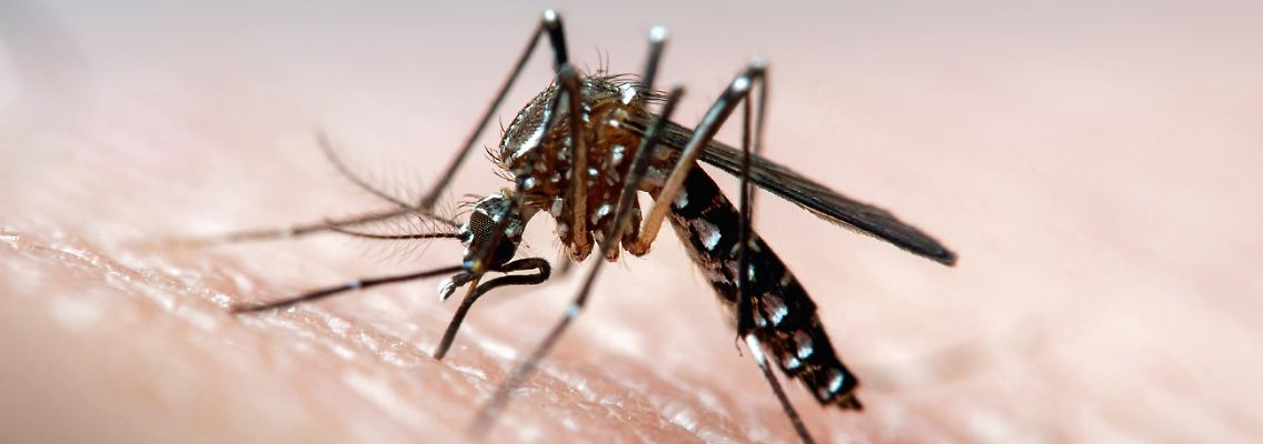 Bill Gates nannte sie einst das "tödlichste Tier der Welt": die Mücke. Schätzungen der WHO zufolge sterben jedes Jahr an die 750.000 Menschen aufgrund von Krankheiten wie Malaria, Dengue- und Gelbfieber sowie das Zika-Virus, die durch Mückenstiche übertragen werden.