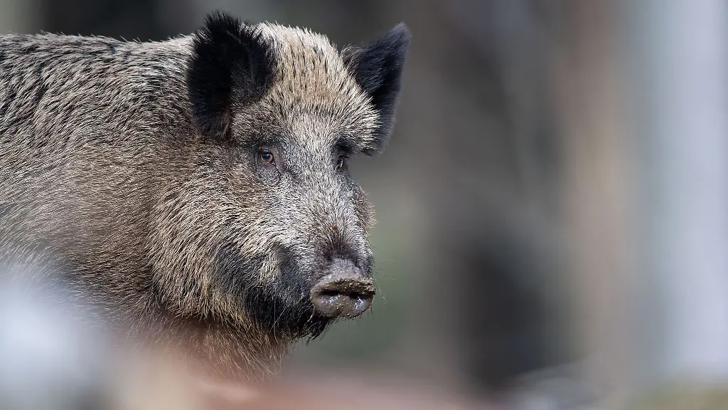 Ein-Wildschwein-steht-auf-einem-Plateau-im-Tier-Freigelaende-im-Nationalparkzentrum-im-Bayerischen-Wald