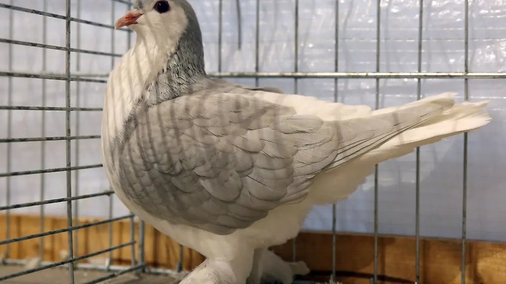 Rassetauben-sind-an-diesem-Samstag-beim-Taubenmarkt-in-Naumburg-zu-sehen