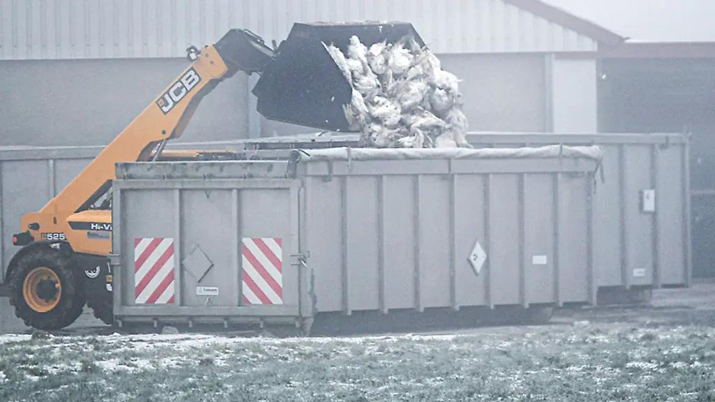 Rund-50-000-Puten-mussten-nach-einem-Ausbruch-im-Landkreis-Schwaebisch-Hall-gekeult-werden