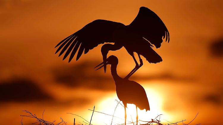 Der Storch bringt's: Und zwar im Westen nach dem ersten Lockdown mehr Kinder, im Osten weniger.