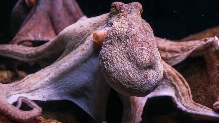 Oktopusse sind eine Gattung innerhalb der Familie der Echten Kraken, die als sehr intelligente Tiere gelten.