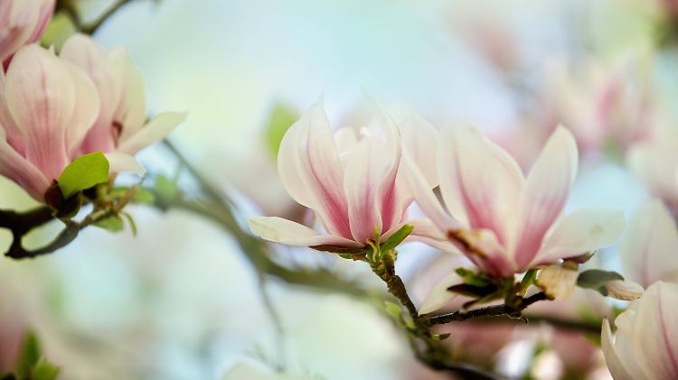 Die Magnolie steht für alles, was einmalig ist. Auch wenn das Erblühen sich Jahr um Jahr wiederholt.