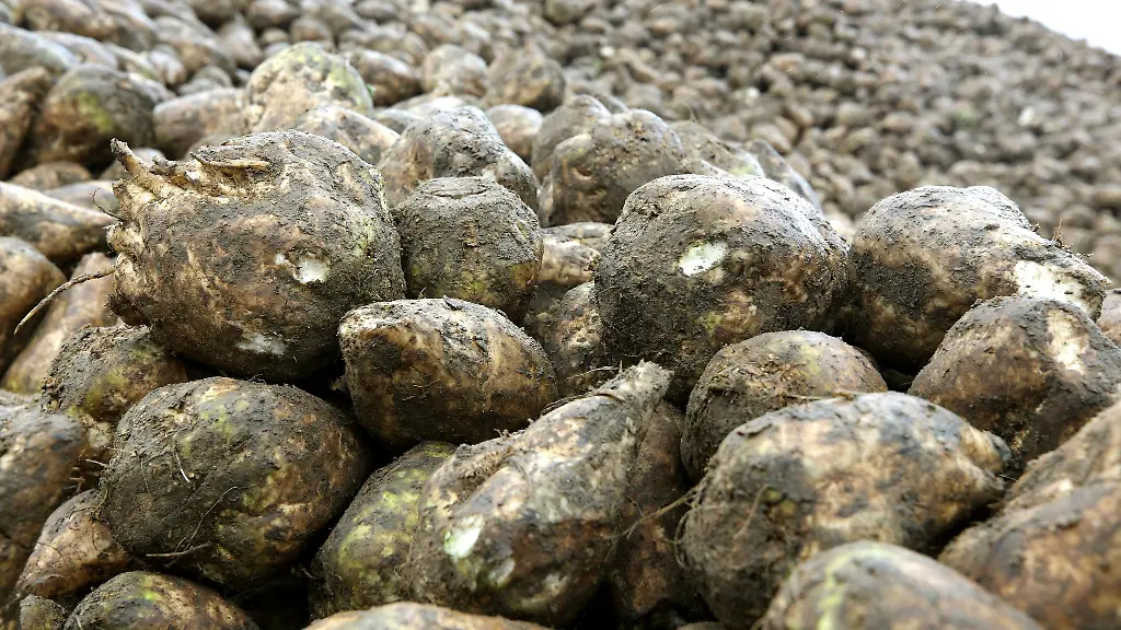 Mehr-als-1-1-Millionen-Tonnen-Zuckerrueben-in-Thueringen-geerntet