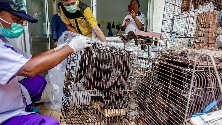 Die WHO-Experten bestätigen in ihrem Bericht die Annahme, dass das Coronavirus über Fledermäuse zum Menschen gelangte. Diese wurden auf Märkten wie hier in Indonesien, aber auch im chinesischen Wuhan, lebend verkauft.