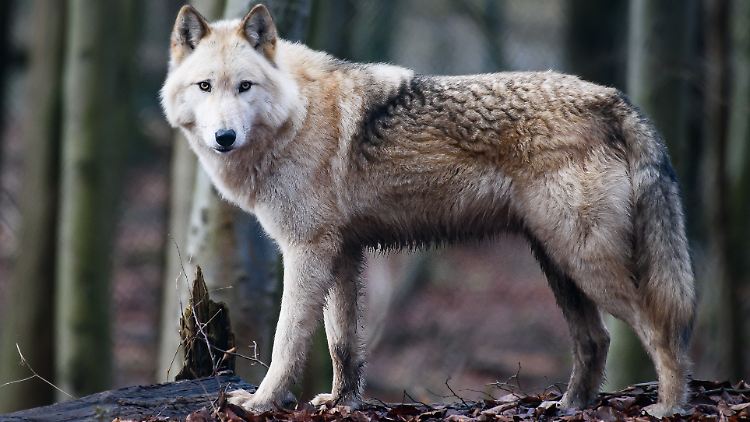 Raik ist einer von schätzungsweise bis zu 2000 Wolfshybriden in Deutschland.