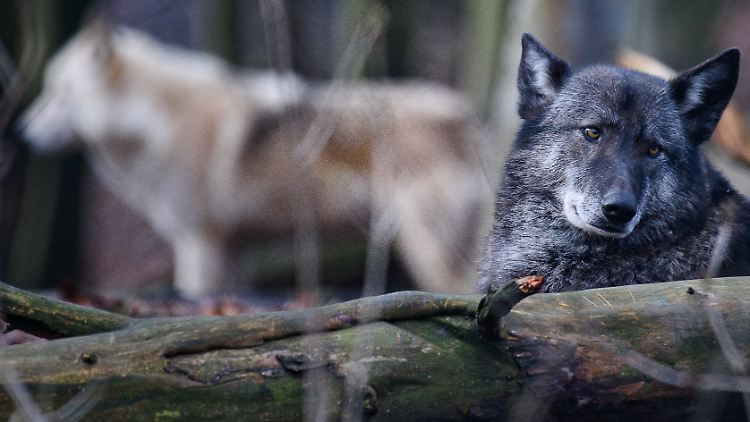 Fähe Ronja ist seit einem Jahr in der Auffangstation im thüringischen Worbis.