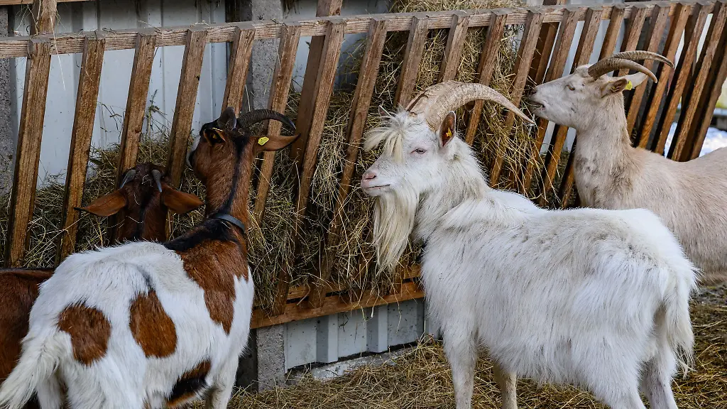 Betroffen-sind-in-Lichtenberg-private-und-gewerbliche-Haltungen
