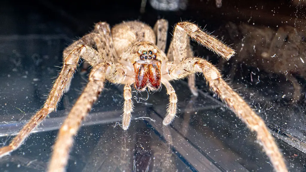 Am-Universitaetsklinikum-Wuerzburg-beschaeftigen-sich-Forschende-mit-der-Angst-vor-Spinnen