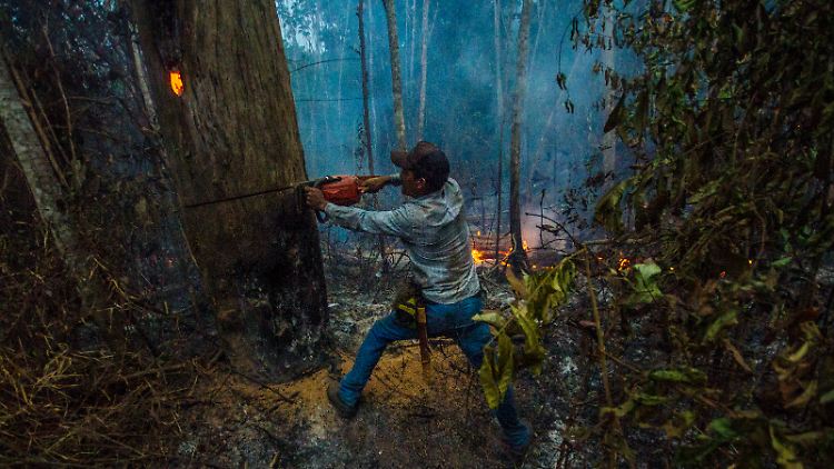 In Brasilien ist 2020 eine besonders große Fläche tropischen Regenwalds vernichtet worden. 