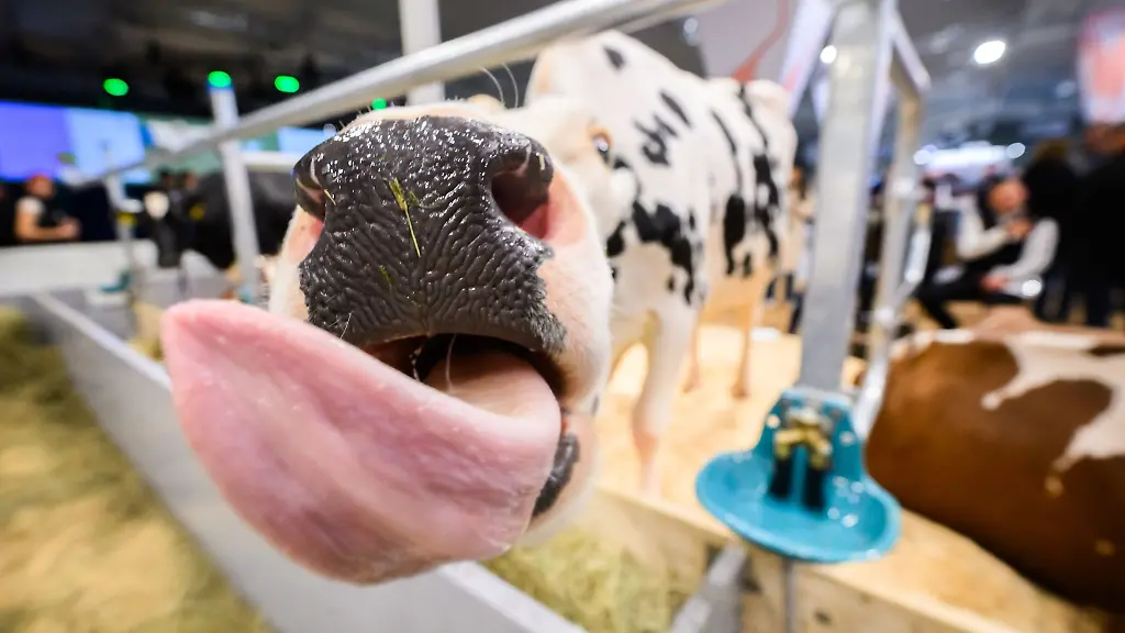 Die-Maul-und-Klauenseuche-ist-eine-hochansteckende-Viruserkrankung-bei-Klauentieren-wie-etwa-Rindern