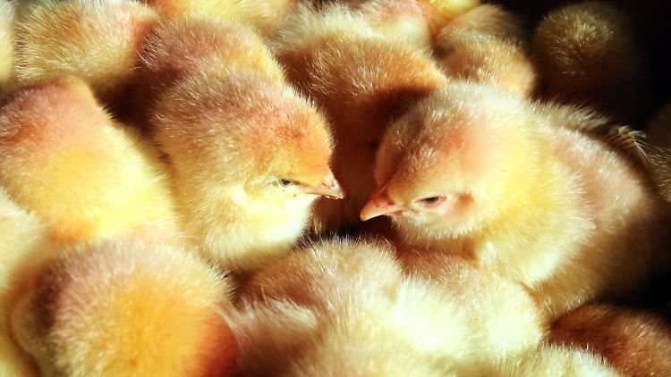 Männliche Küken werden künftig nicht mehr nach dem Schlüpfen getötet.