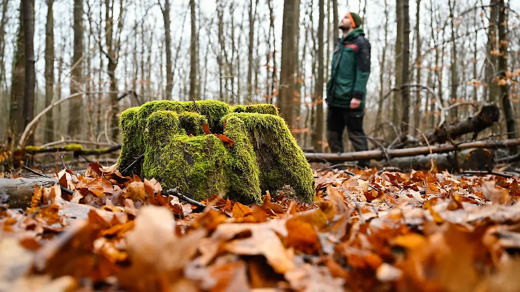 Die-heimischen-Baumarten-werden-auch-in-Zukunft-die-Basis-fuer-den-Bestand-bilden