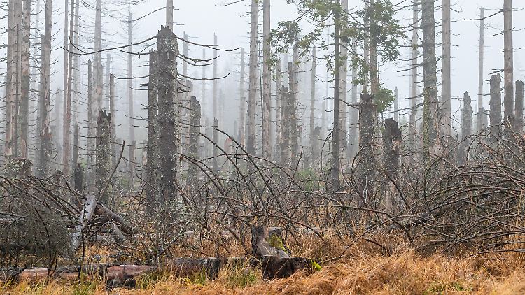 Auch Bäume können sterben, wie dieser tote Wald im Harz zeigt.