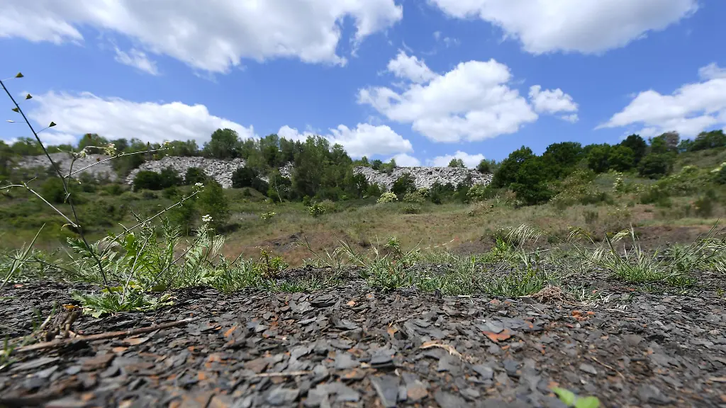 Studie-zeigt-Artenbilanz-in-Grube-Messel