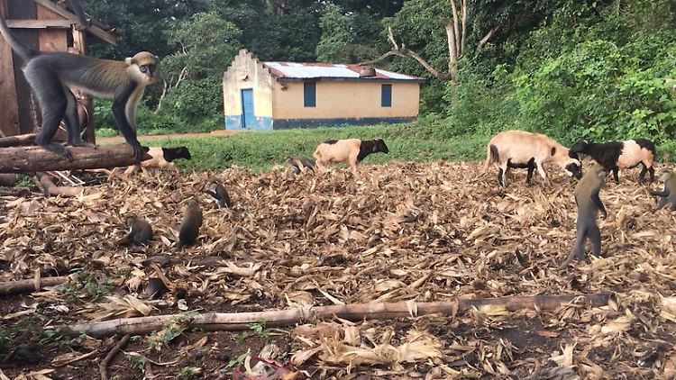 Dicht beieinander: Affen und Kühe vor einem Wohnhaus in Ghana.
