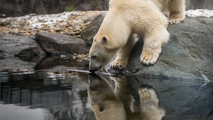 Eisbären sind Allesfresser. In freier Wildbahn bevorzugen sie jedoch Robben.