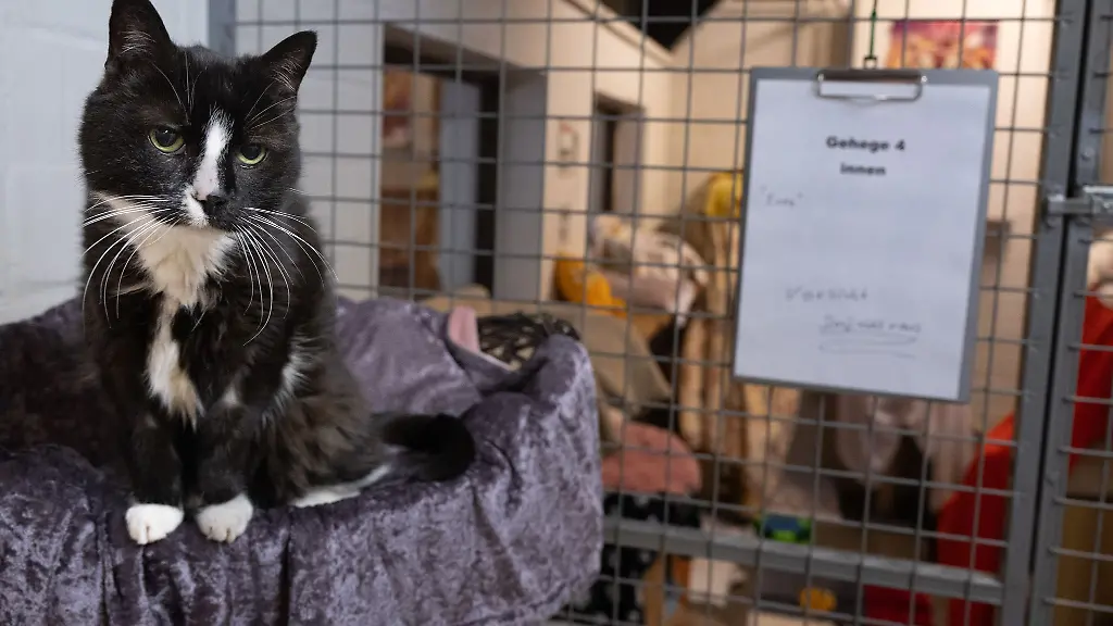 Ueberfuellte-Tierheime-sind-auch-Folge-mangelnder-Kastrations-Vorschriften