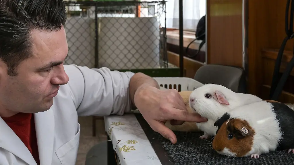 Fuer-den-Zuchterfolg-sind-die-Bewertungen-von-Kopf-Ohren-Augen-und-dem-Fell-durch-Experten-wichtig-Bei-der-Landesausstellung-fuer-Meerschweinchen-in-Teutschenthal-erfolgt-das-durch-zwei-Preisrichter-aus-den-Niederlanden-Zur-Praesentation-sind-20-Zuechter-aus-ganz-Deutschland-in-den-Saalekreis-gereist