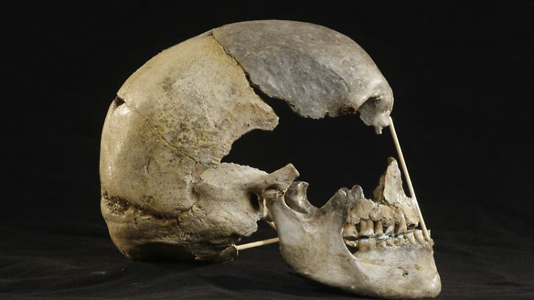 Dieser Schädel einer Frau ist für sein Alter sehr gut erhalten. Er wurde 1950 entdeckt.