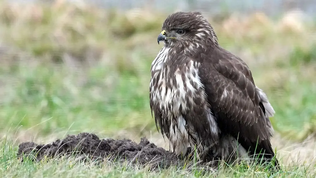 Ein-verletzter-Maeusebussard-hatte-sich-in-einem-Gebuesch-in-der-Waechtersbachstrasse-verfangen-und-wurde-von-der-Polizei-gerettet