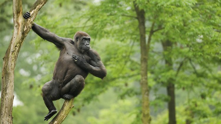 Das Trommeln auf die Brust ist typisch für Gorilla-Männchen, auch mit einer Hand.