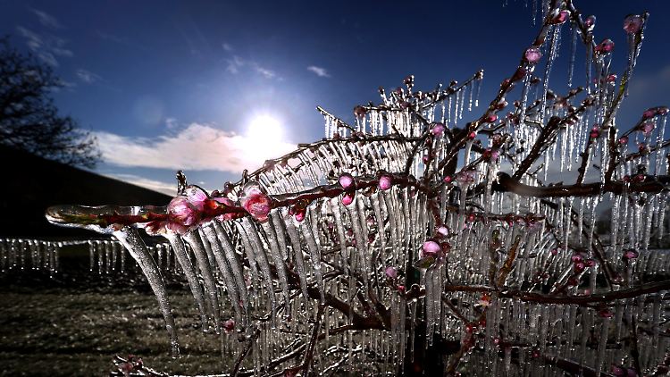 In einer Obstplantage im bayerischen Escherndorf werden Aprikosen- und Pfirsichbäume beregnet, damit eine Eisschicht ihre Blüten vor dem Erfrieren schützt.