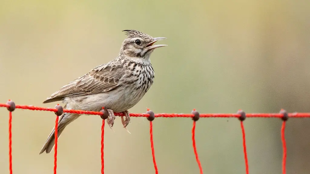 Kein-Katzenlockdown-mehr-wegen-Haubenlerchen