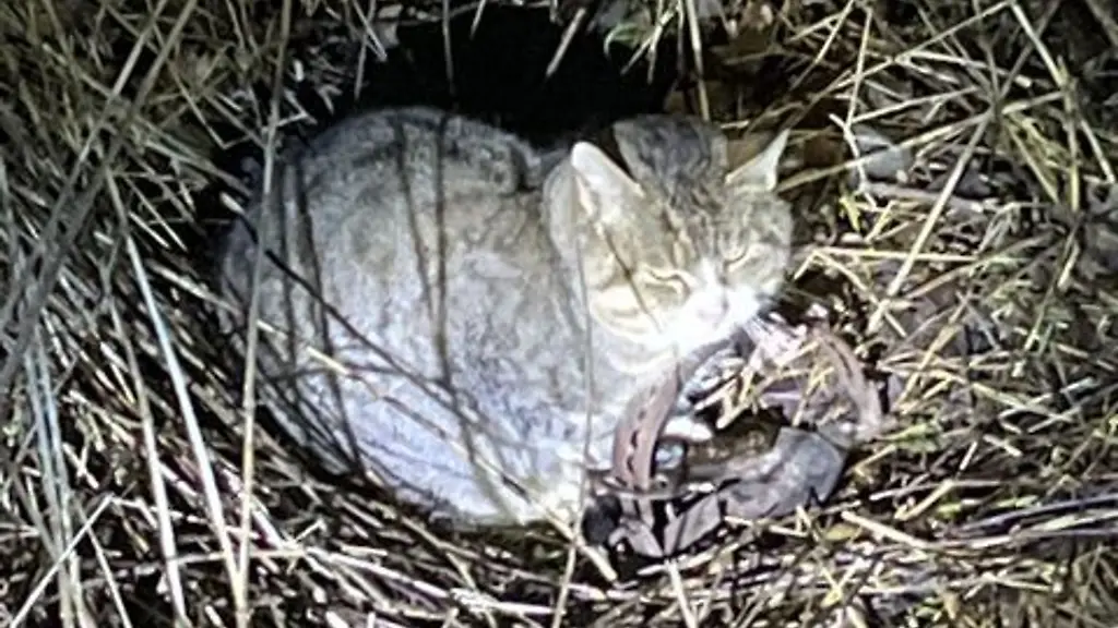 Eine-Katze-wurde-in-Mecklenburg-Vorpommern-Opfer-einer-Tellereisenfalle-Ihr-Zustand-ist-weiterhin-kritisch