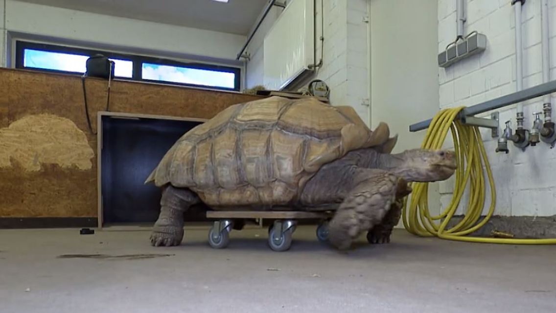 Schildkroete.JPG