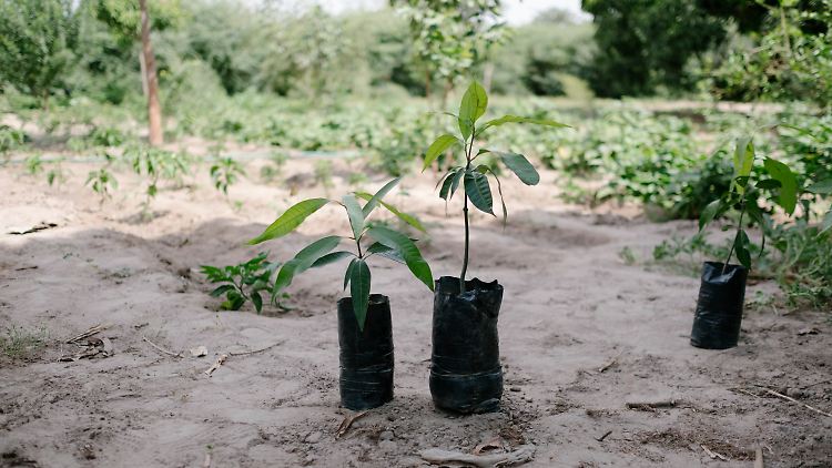 Ecosia hat schon über 120 Millionen Bäume, wie hier im Senegal, gepflanzt.