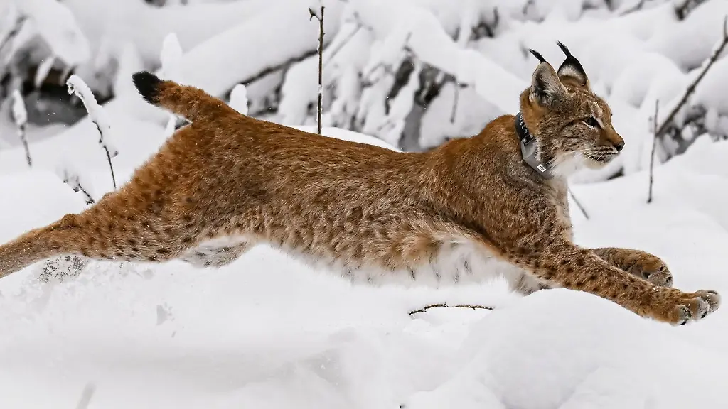 In-Karlsruhe-entsteht-ein-spezielles-Gehege-das-Luchse-auf-die-Auswilderung-vorbereiten-soll