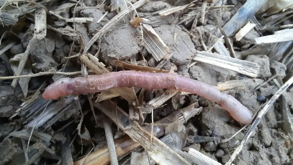 fittosize-600-0-d6d6469b2b0c301267ef0237c3ca0f7b-helodrilus-bavaricus-adultes-tier-mit-clitellum-foto-von-roswitha-walter-nov-2024-lfl