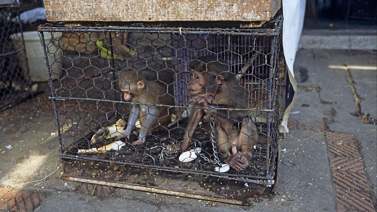 Wenn wilde Tiere in Käfigen gehalten, geschlachtet und auf einem offenen Markt angeboten würden, würden diese Gebiete mit Körperflüssigkeiten, Fäkalien und anderen Abfällen kontaminiert, so die WHO-Experten. 