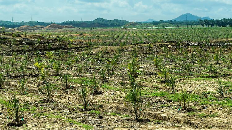 Plantage mit jungen Ölpalmen auf gerodeten Regenwaldflächen in Malaysia.