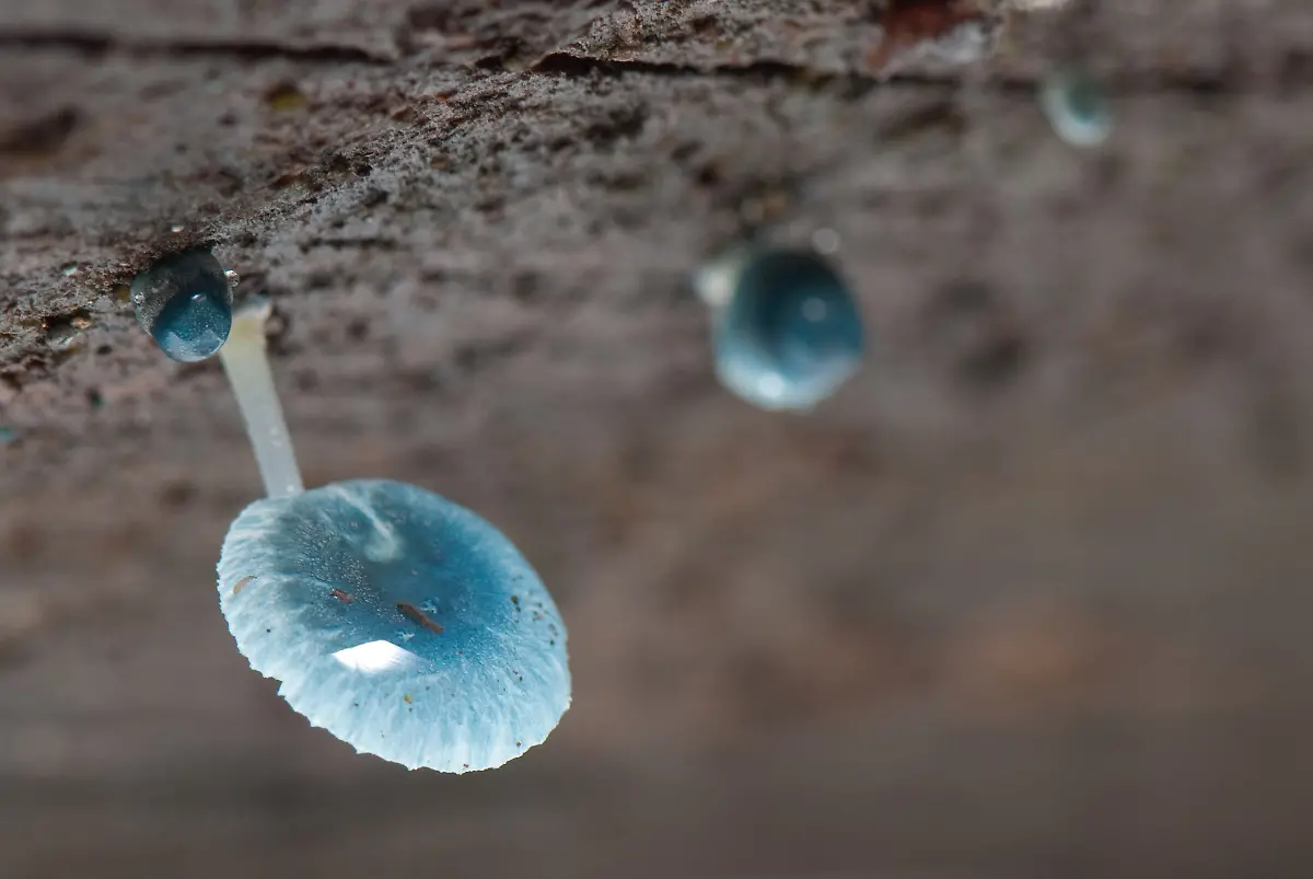 Mycena-interrupta-03-Pengo