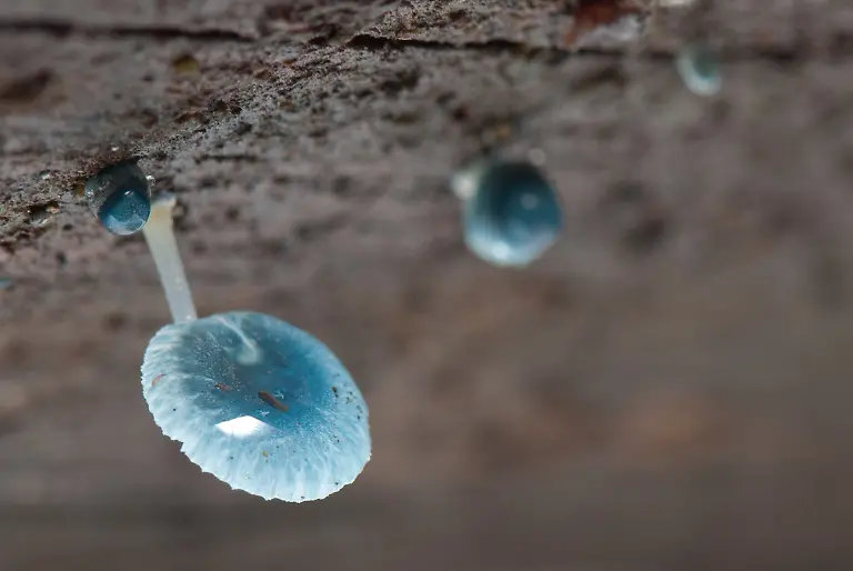 Mycena-interrupta-03-Pengo