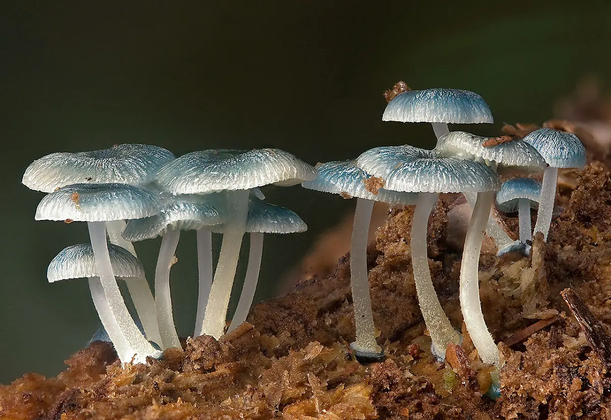 1280px-2010-05-11-Mycena-interrupta-crop