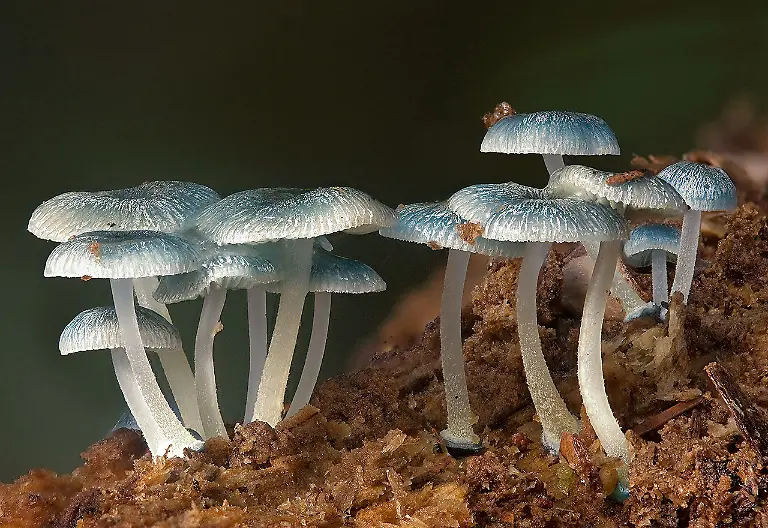 1280px-2010-05-11-Mycena-interrupta-crop