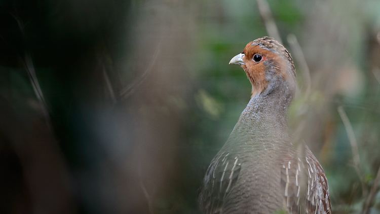 Nur noch sehr selten in Deutschland zu beobachten: ein Rebhuhn (Perdix perdix).
