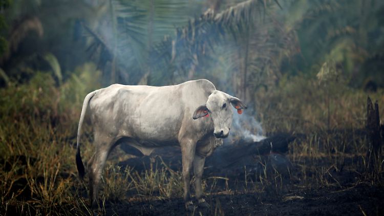 Für die Viehzucht werden im Amazonas riesige Flächen gerodet.