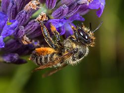 Lebensräume schwinden: Nistplätze und Nahrung: So wird der Garten zum Insektenparadies