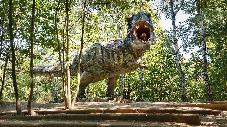 Modell eines Tyrannosaurus rex.