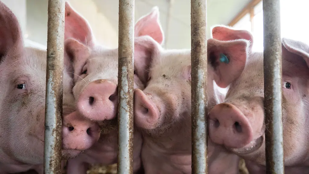 Schweine-stehen-in-einem-Schweinestall-Im-Schlachthof-in-Augsburg-duerfen-nun-keine-Schweine-mehr-geschlachtet-werden-weil-es-zu-Fehlern-bei-der-Betaeubung-der-Tiere-kam